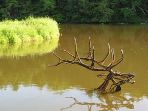 River-Elk-Swimming