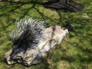 898838_Porcupine